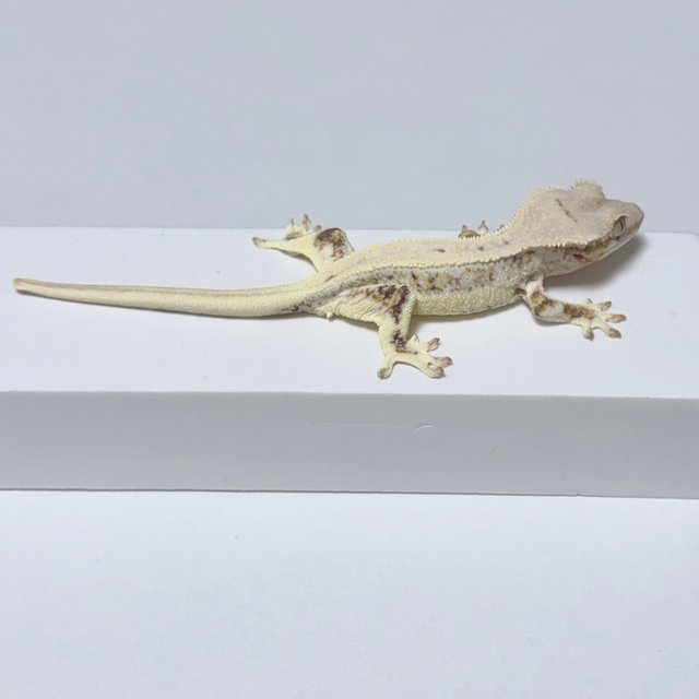 릴리100%헷아잔틱