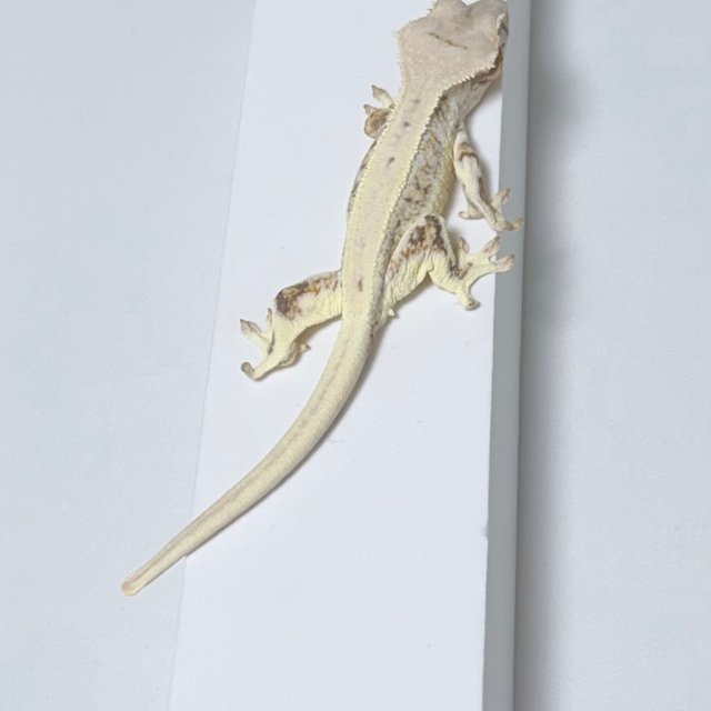 릴리100%헷아잔틱