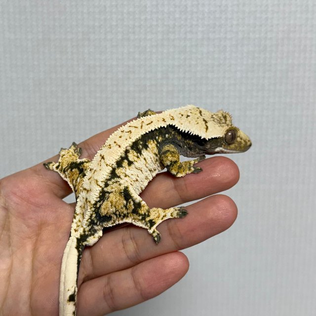 노멀 트라이 익스트림할리퀸