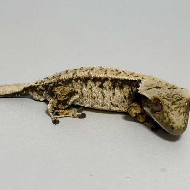 노멀 트라이 익스트림할리퀸