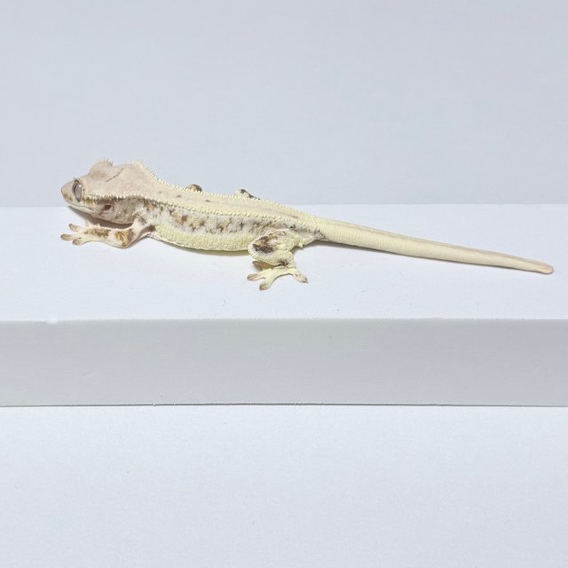 릴리100%헷아잔틱