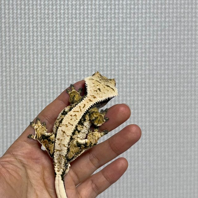 노멀 트라이 익스트림할리퀸