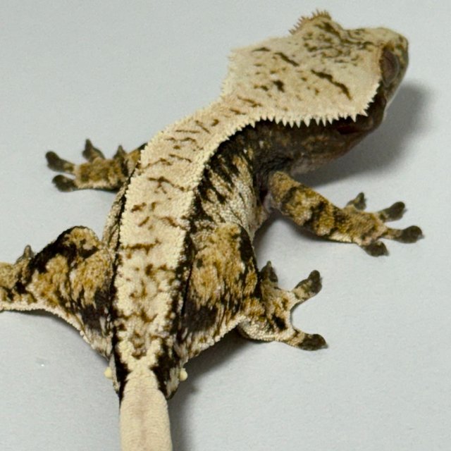 노멀 트라이 익스트림할리퀸