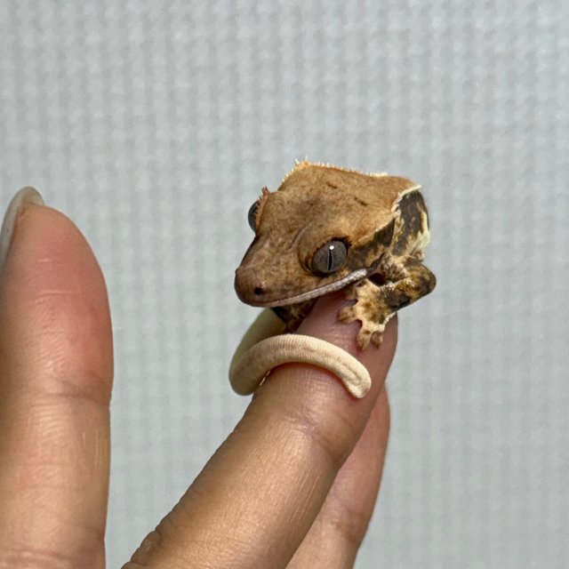 릴리화이트 솔리드백