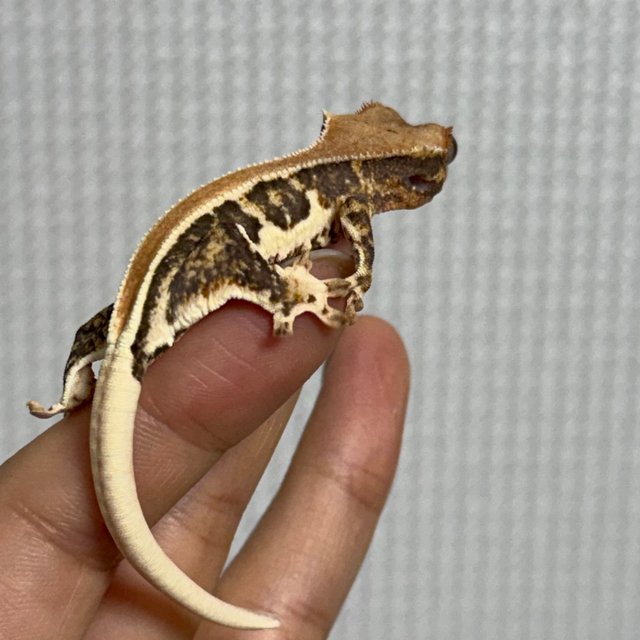 릴리화이트 솔리드백