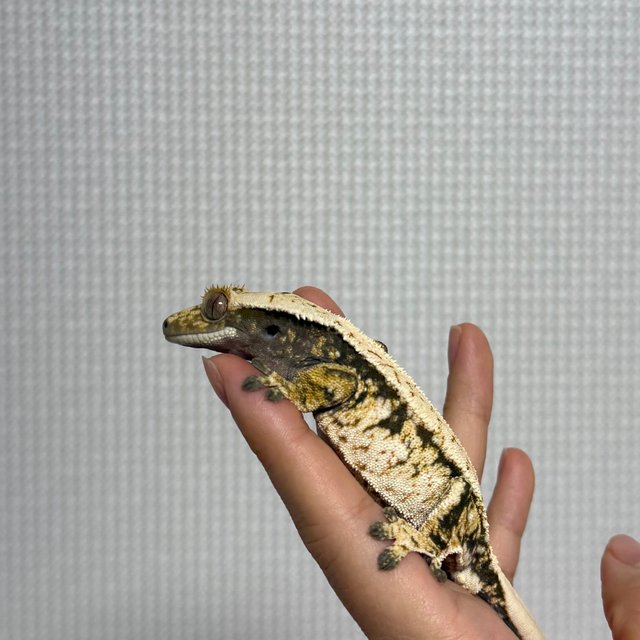 노멀 트라이 익스트림할리퀸