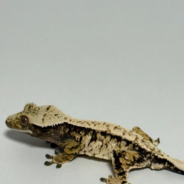 노멀 트라이 익스트림할리퀸