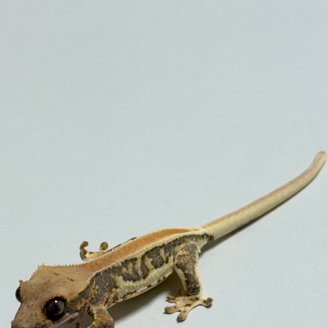 릴리화이트 솔리드백