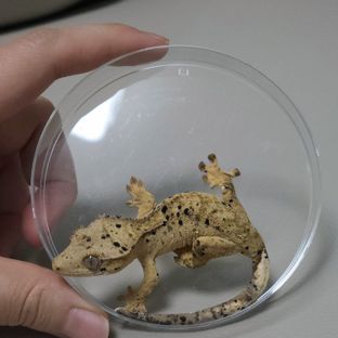 노멀 슈퍼달마시안 달마시안