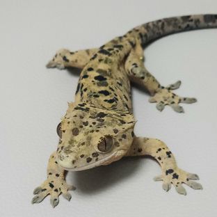 슈퍼달마시안