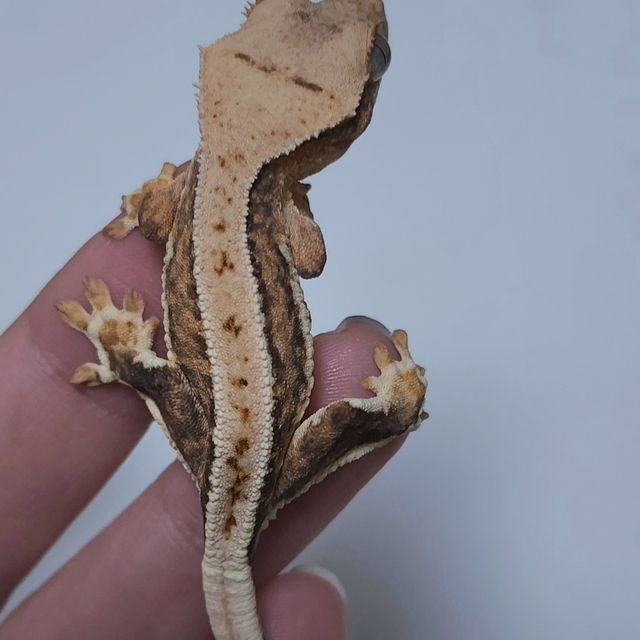 릴리화이트 트라이