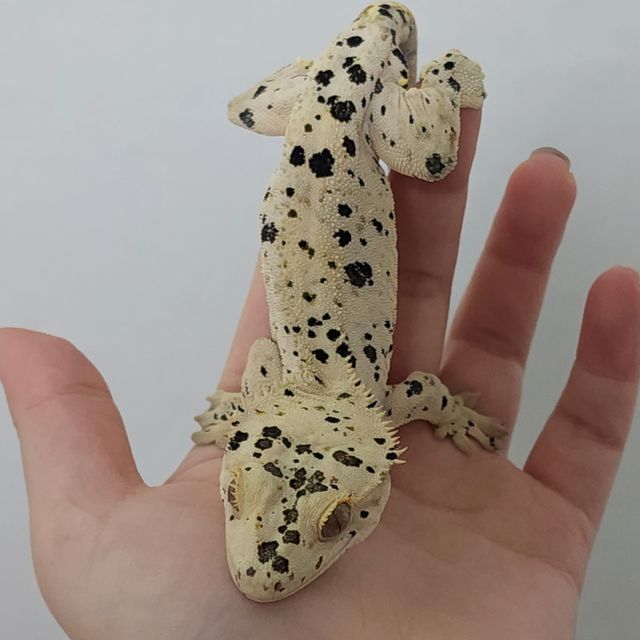 슈퍼달마시안 달마시안