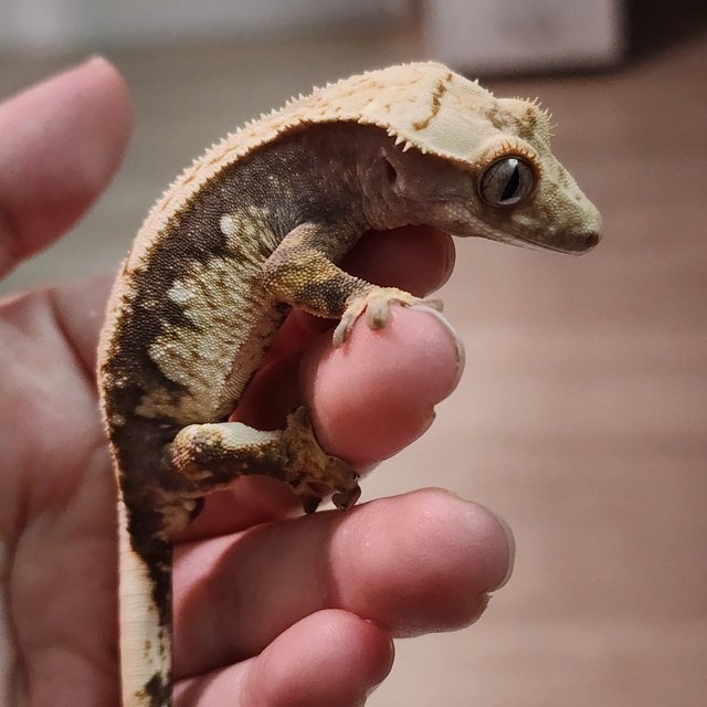 트라이 익스트림할리퀸 다크 크림