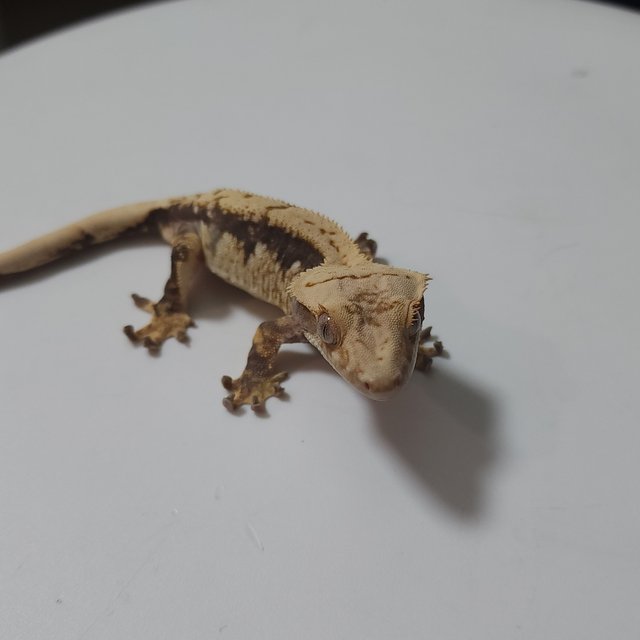 트라이 익스트림할리퀸 다크 크림