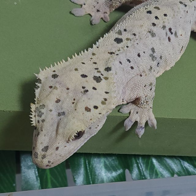 슈퍼달마시안 달마시안
