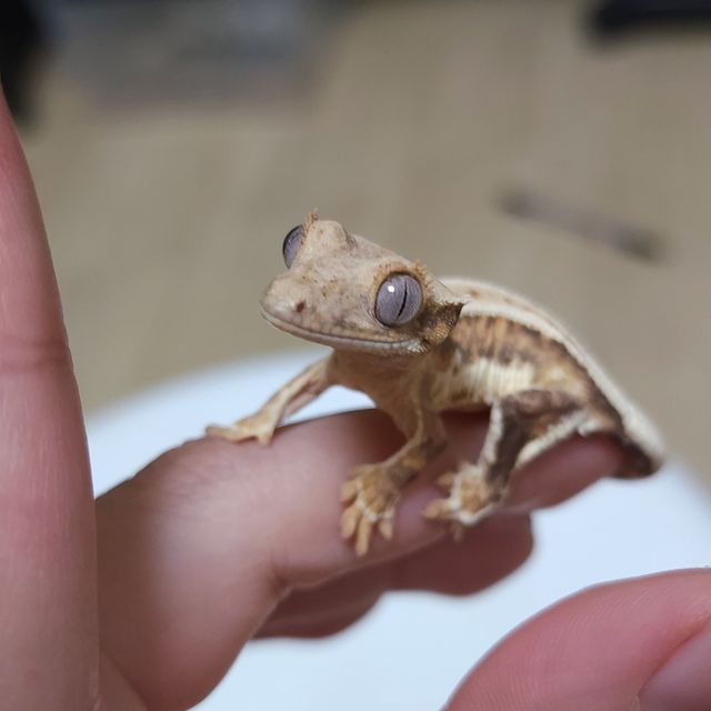 릴리화이트 트라이