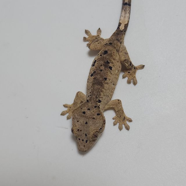 슈퍼달마시안 달마시안