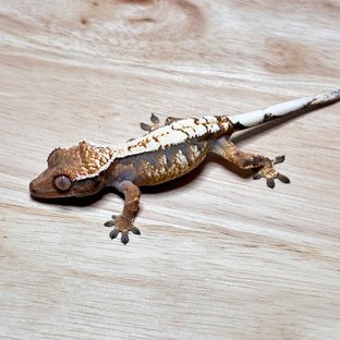 세이블 트라이 화이트핀 드리피 텐저린