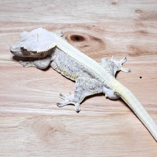 릴리화이트 솔리드백 풀핀