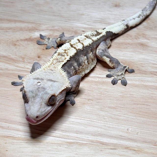 노멀 트라이 화이트핀 익스트림할리퀸