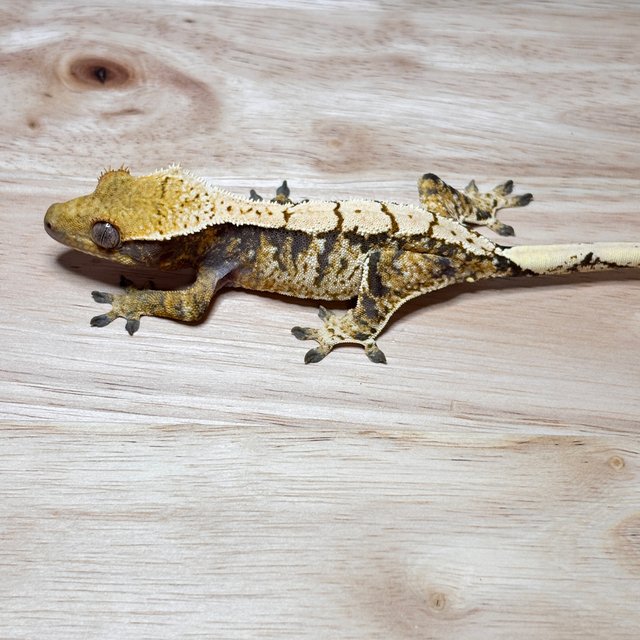 노멀 트라이 익스트림할리퀸 드리피 화이트핀 텐저린