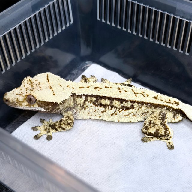 노멀 풀핀 쿼드 화이트스팟