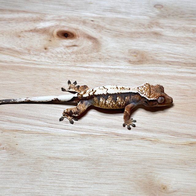 세이블 트라이 화이트핀 드리피 텐저린