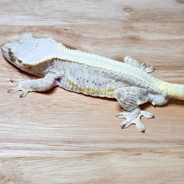 릴리화이트 솔리드백 풀핀