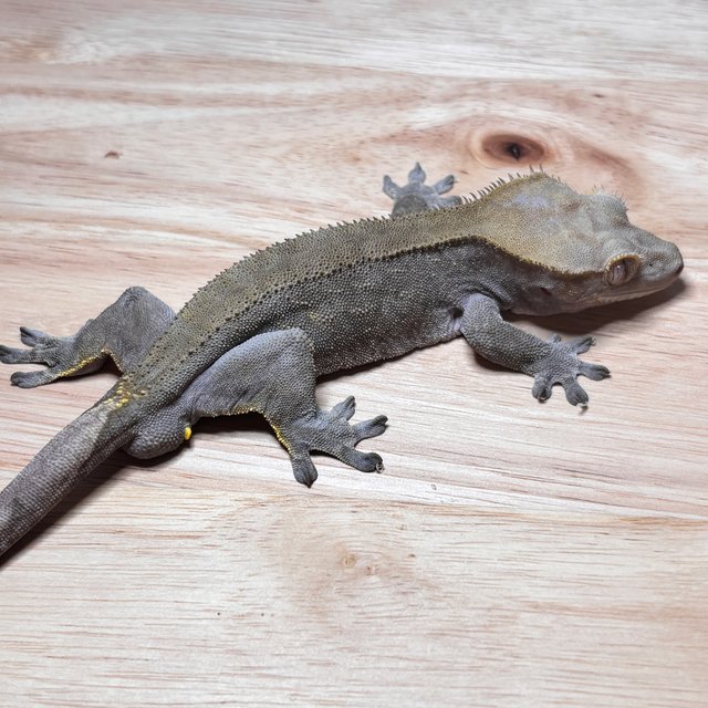 카푸치노 팬텀 챠콜