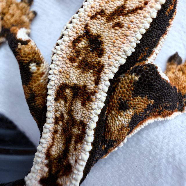 쿼드 풀핀 화이트크라운 화이트핀 텐저린