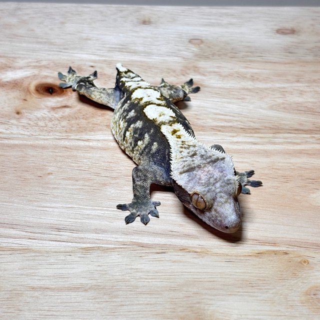 노멀 트라이 익스트림할리퀸