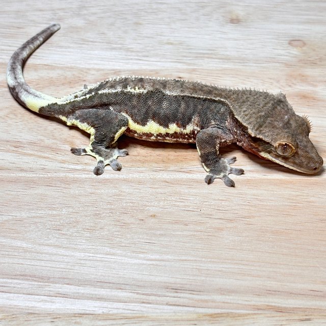 릴리화이트 팬텀 다크