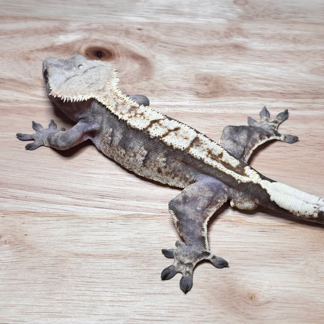 노멀 트라이 화이트핀 익스트림할리퀸