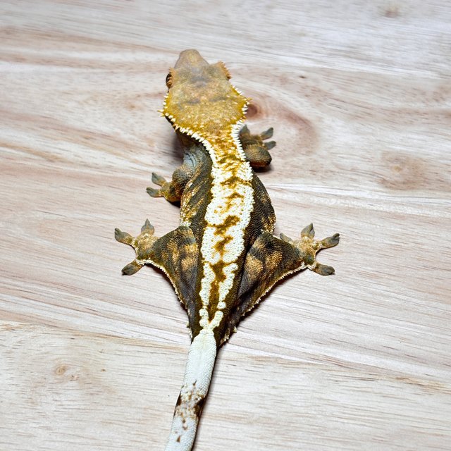 노멀 트라이 익스트림할리퀸 할리퀸 텐저린