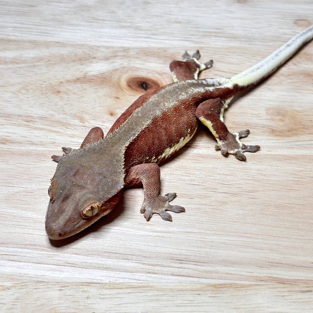 릴리화이트 팬텀 레드