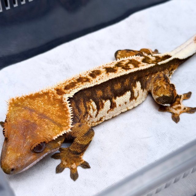 텐저린 화이트스팟 화이트크라운 풀핀 쿼드