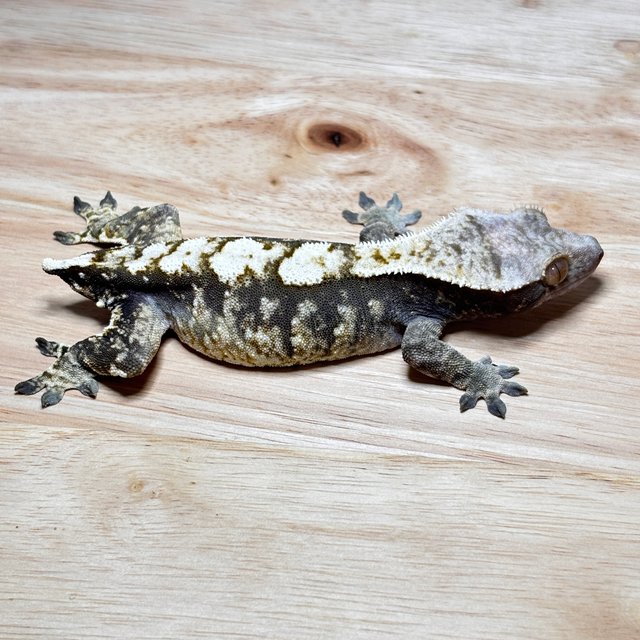 노멀 트라이 익스트림할리퀸