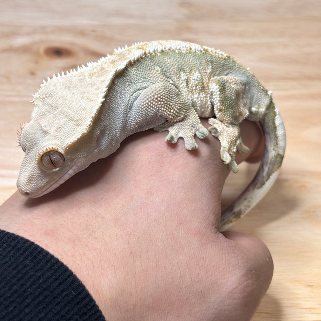 노멀 트라이 드리피 익스트림할리퀸