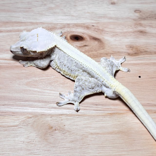 릴리화이트 솔리드백 풀핀