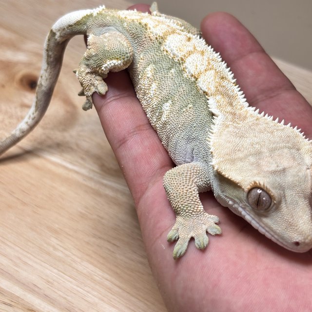 노멀 트라이 드리피 익스트림할리퀸