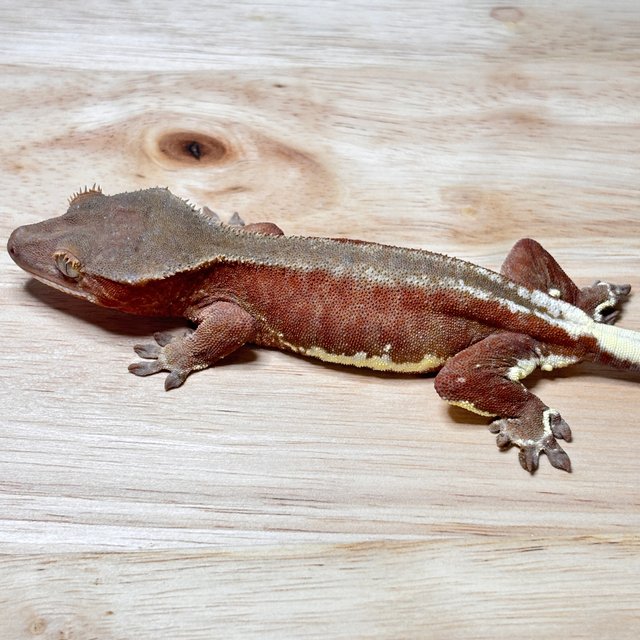 릴리화이트 팬텀 레드