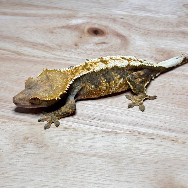 노멀 트라이 익스트림할리퀸 할리퀸 텐저린