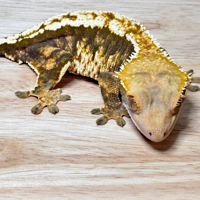 노멀 트라이 익스트림할리퀸 할리퀸 텐저린