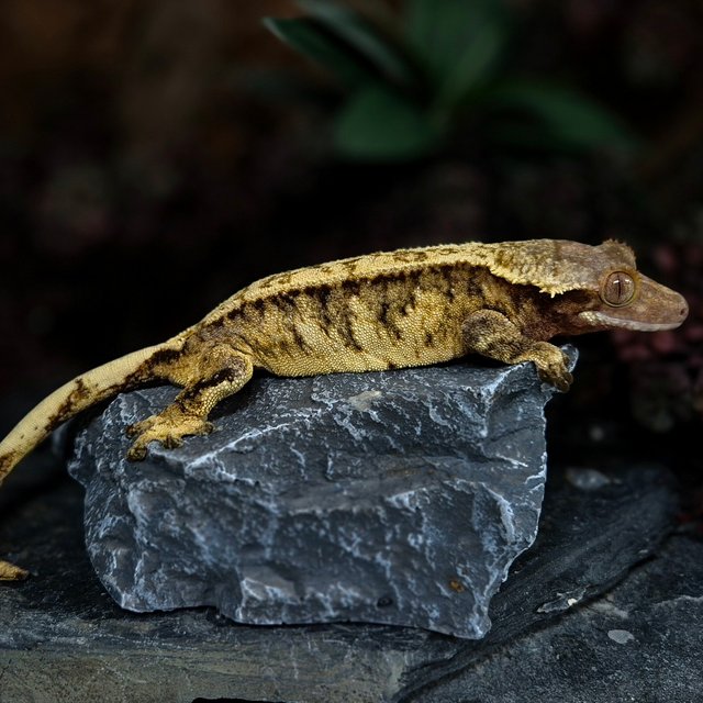 노멀 트라이 풀핀 화이트크라운