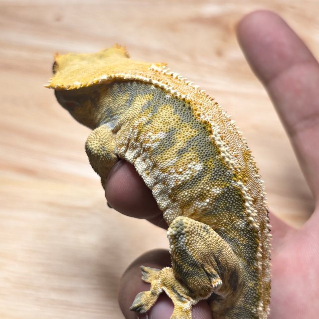 노멀 트라이 익스트림할리퀸 텐저린