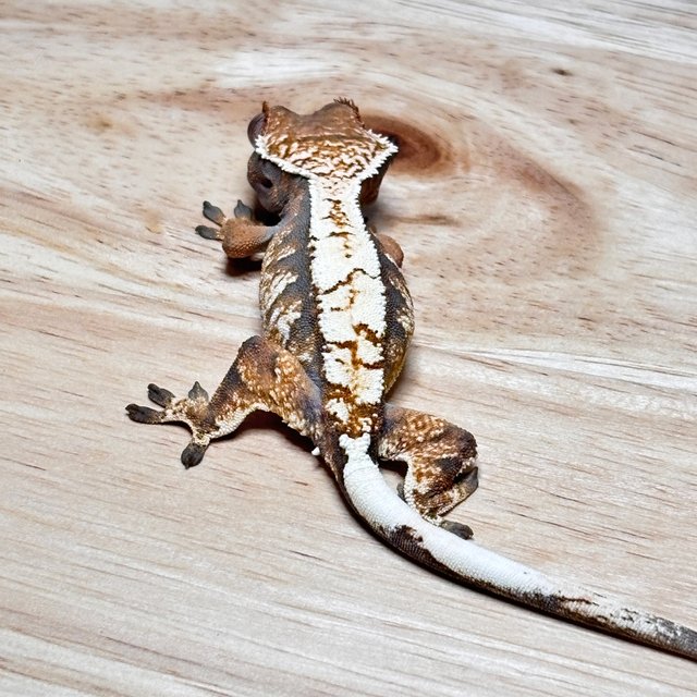 세이블 트라이 화이트핀 드리피 텐저린