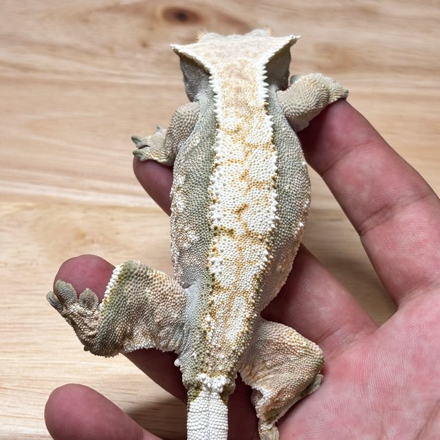 노멀 트라이 드리피 익스트림할리퀸