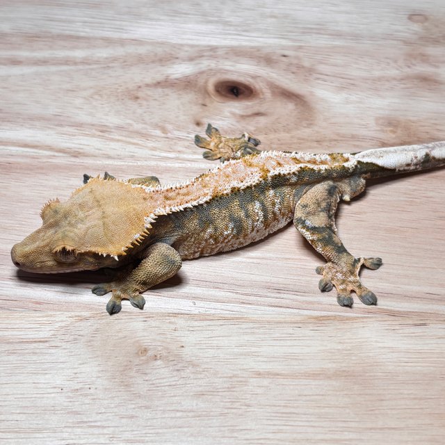 노멀 트라이 익스트림할리퀸 텐저린