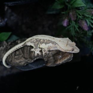 L3