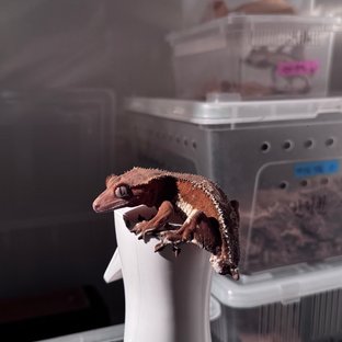 릴리화이트 팬텀